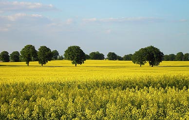 Wielkopolska landscape