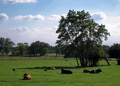 Mazovia landscape