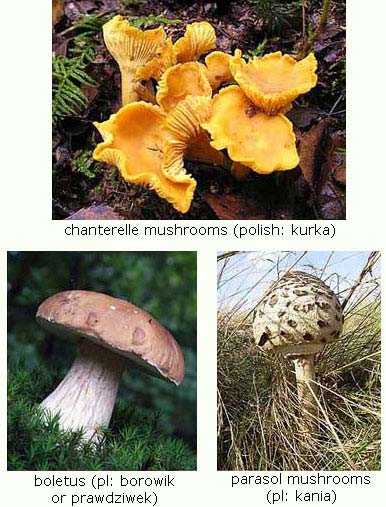 Some of Polish mushrooms