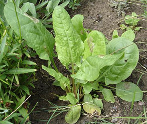 Sorrel plant